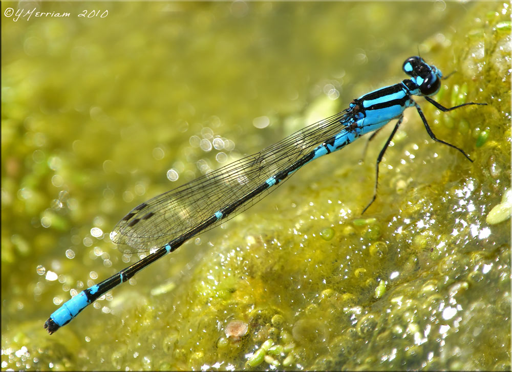 Skimming Bluet ~ Enallagma geminatum