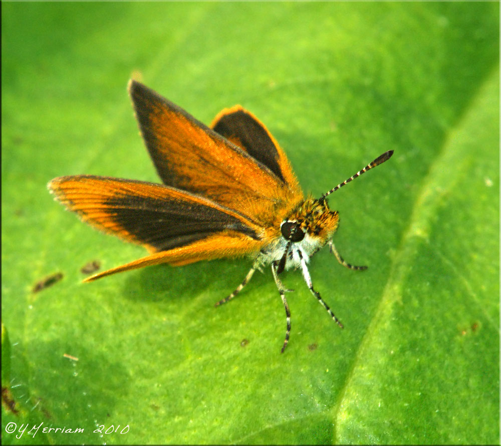 Ancyloxypha numitor ~ Least Skipper