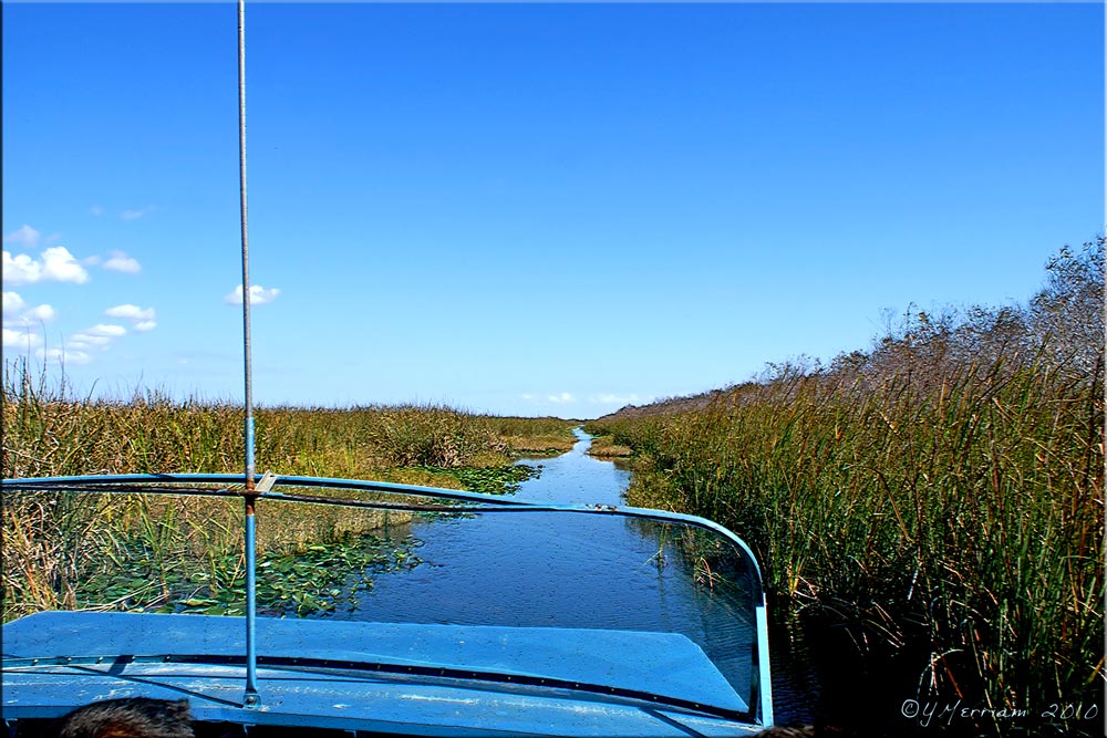 River of Grass