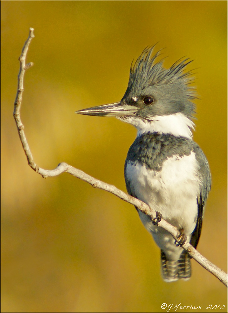 Belted Kingfisher Male
