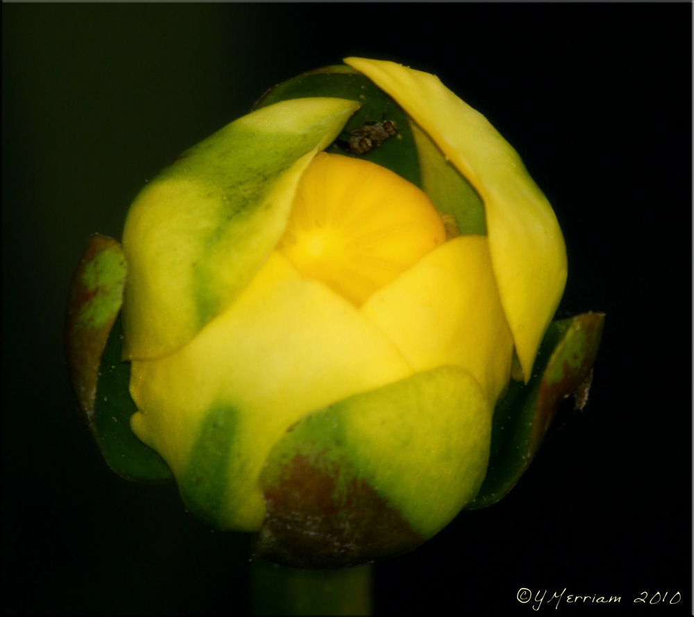 Water Lily Bud