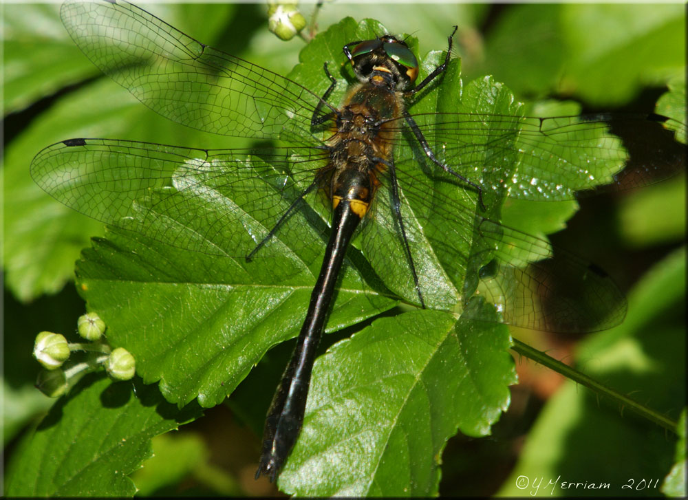 Dorocordulia libera - Racket-tailed Emerald