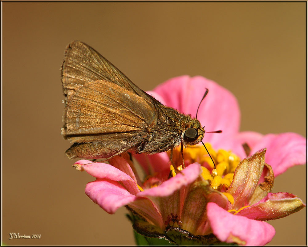 Dun Skipper ~ Euphyes vestris