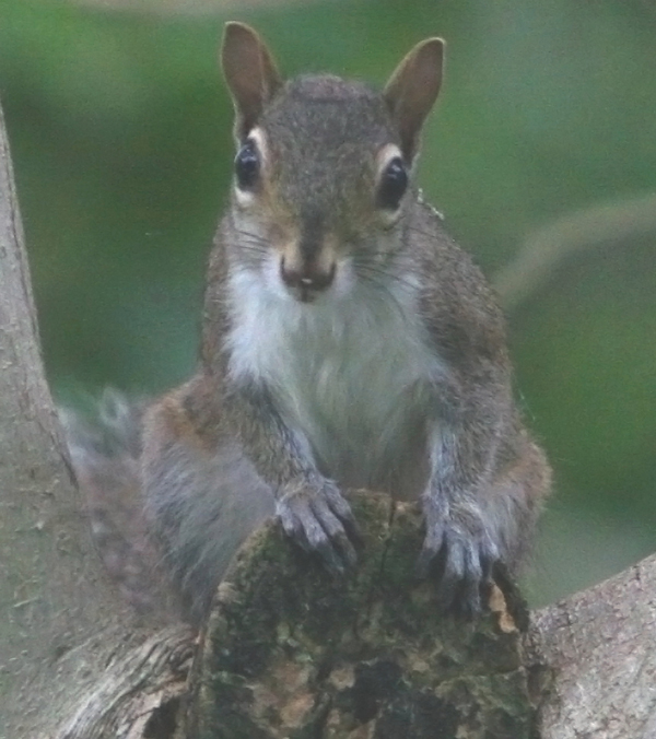 Mrs. Squirrel facing me down!