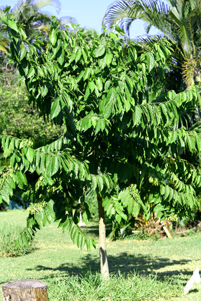 my great Ylang-ylang tree I planted from a foot high