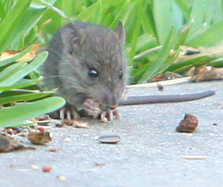 Mr. Mouse lives on the edge of where I feed the songbirds