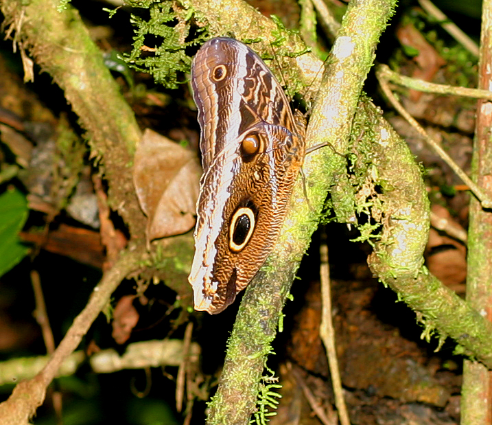 19 - Blue Morpho ButterFly.jpg