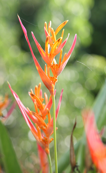 Cool Yard Flower..
