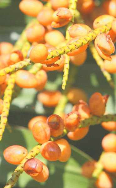 Ripe Palm Berries that Birds just love