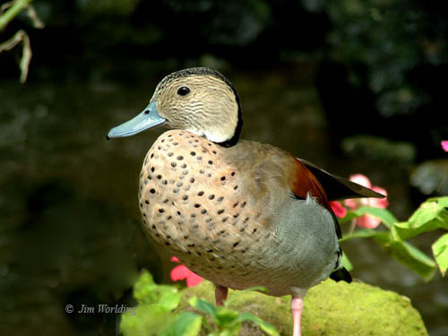 waterbirds