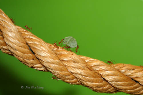 Leaf Cutter Ants [1]