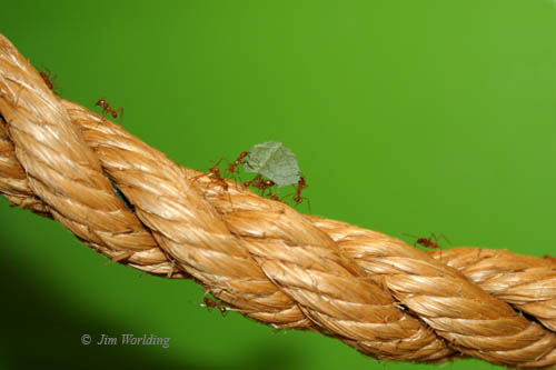 Leaf Cutter Ants