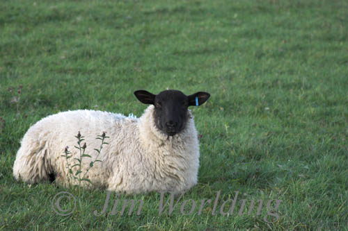 Black faced Sheep