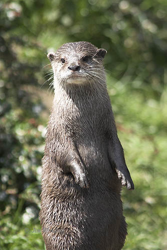 Asian/oriental small clawed otter