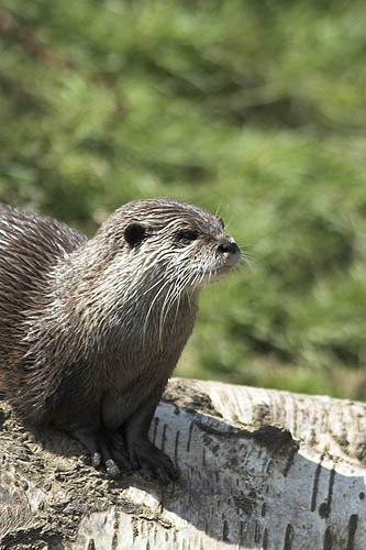 Asian/oriental small clawed otter