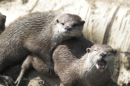 Asian/oriental small clawed otter