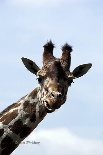 Female giraffe [1]