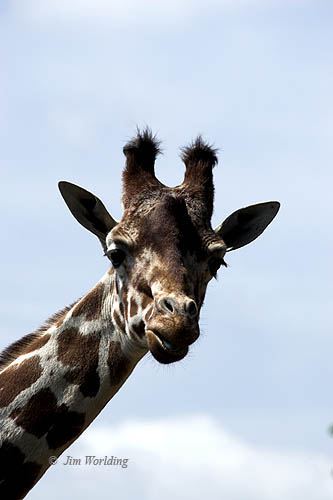 Female giraffe [2]
