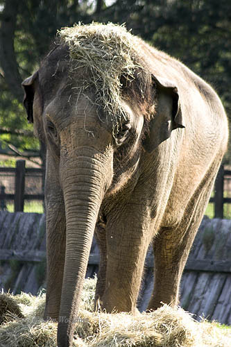 Asian/indian Elephant