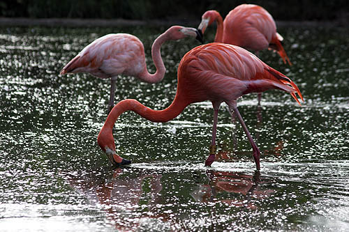 Rosy FLamingos