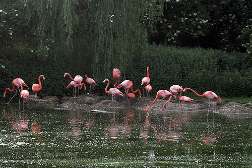 Rosy FLamingos