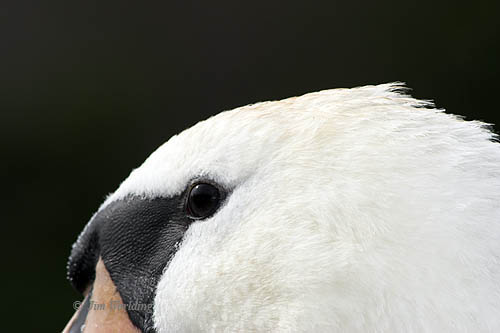 Swans head