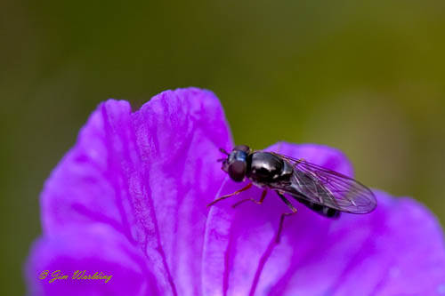 Hover-fly