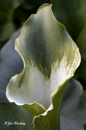 Rare Green Arum Lily