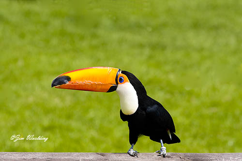 Toco Toucan