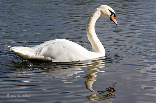 Who said Swans don't fart?