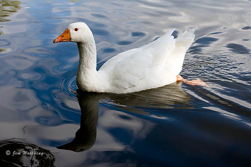 White goose