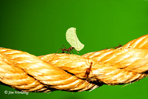 Leaf Cutter Ants [ 2]