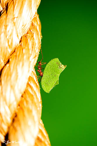 Leaf Cutter Ants [3]