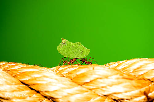 Leaf Cutter Ants [4]
