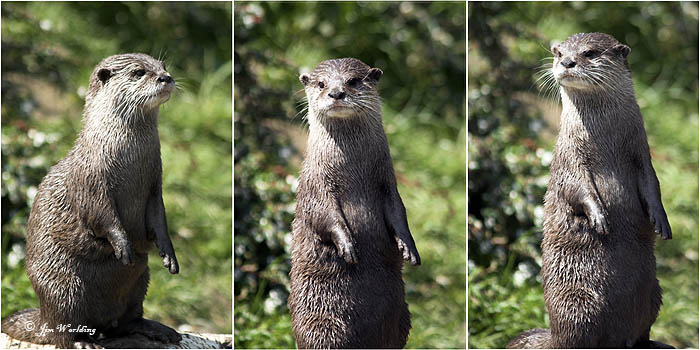 Asian/oriental small clawed otters X 3