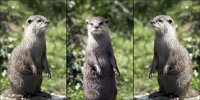 Asian/oriental small clawed otters X 3
