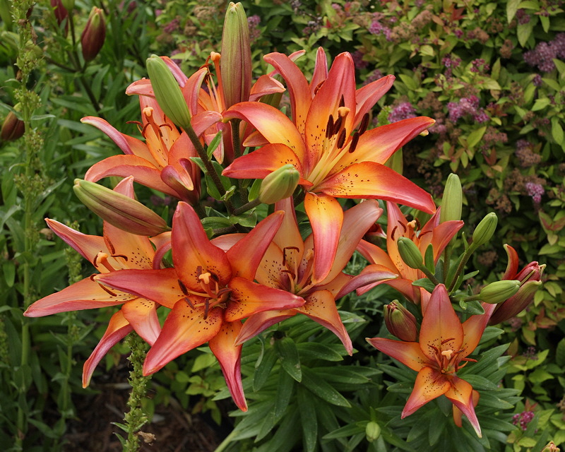 Asiatic Lily 'Royal Sunset'  #506 (8895)