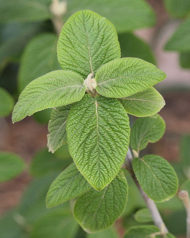 Alleghany Leatherleaf Viburnum #408 Foliage (9118)