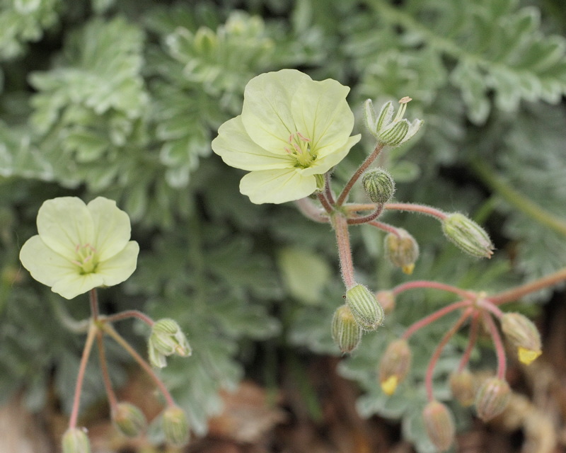 Yellow Storksbill Flowers #777 (9085)