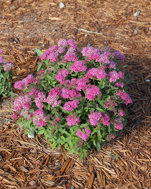 Spirea Volunteer at #313 (9132)