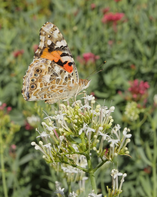 Painted Lady on Valerian (9237)