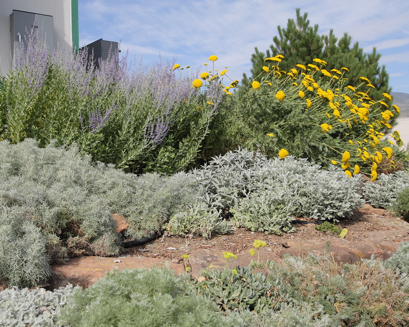 Artemisia Garden (9621)