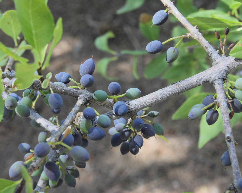 New Mexico Privet Berries #120 (9575)