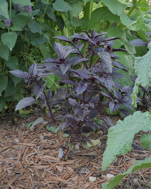 Purple Basil #617 (9630)