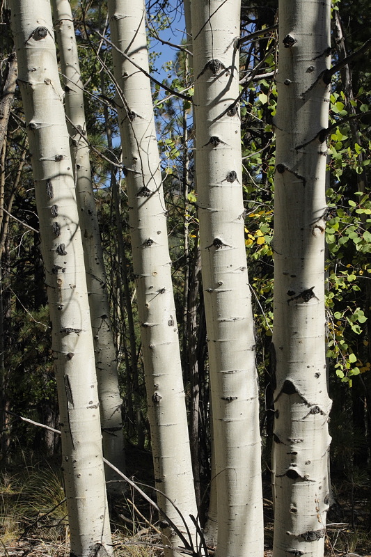 Aspen Trunks (8345)