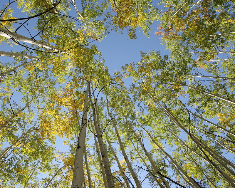 Aspens Looking Up (8385)