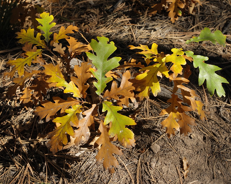 Fall Colors - Shrub Oak (8357)
