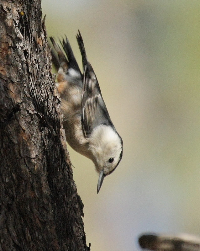 White Breasted Nuthatch (8405)