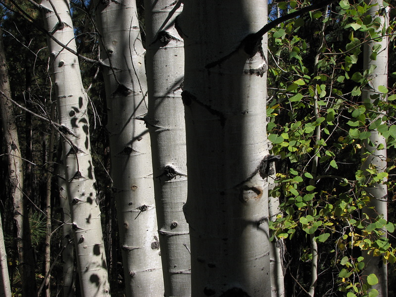 Aspen Trees (0021)