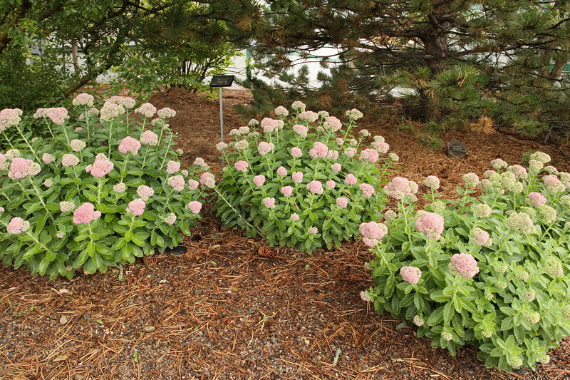 Autumn Joy Sedum #799 (9688)